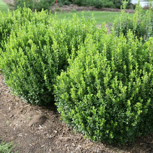 Buxus microphylla 'Sprinter'