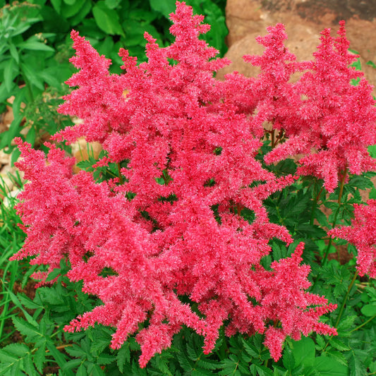 Astilbe 'Younique Carmine'