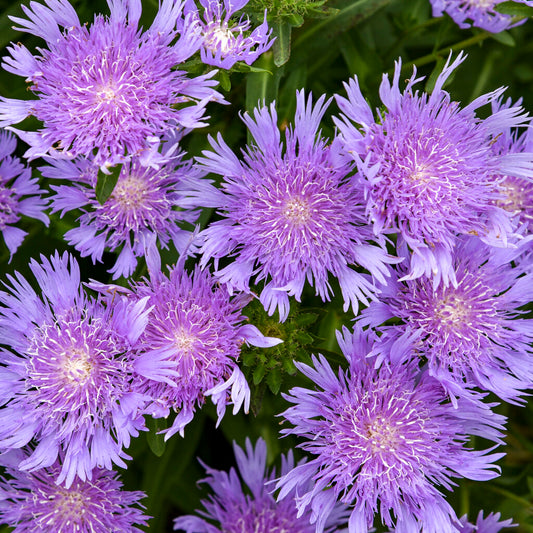 Stokesia laevis 'Riptide' (Totally Stoked)