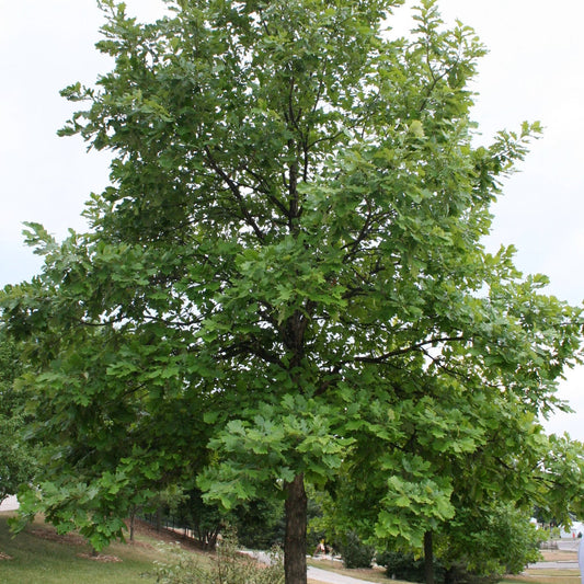 Quercus bicolor