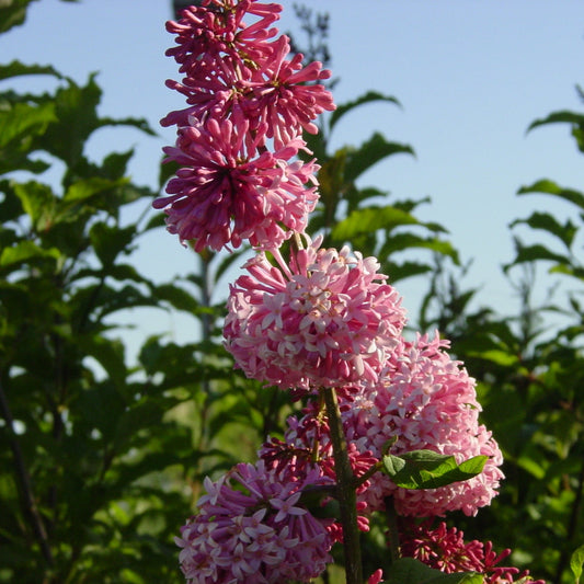 Syringa prestoniae (x) 'Miss Canada'