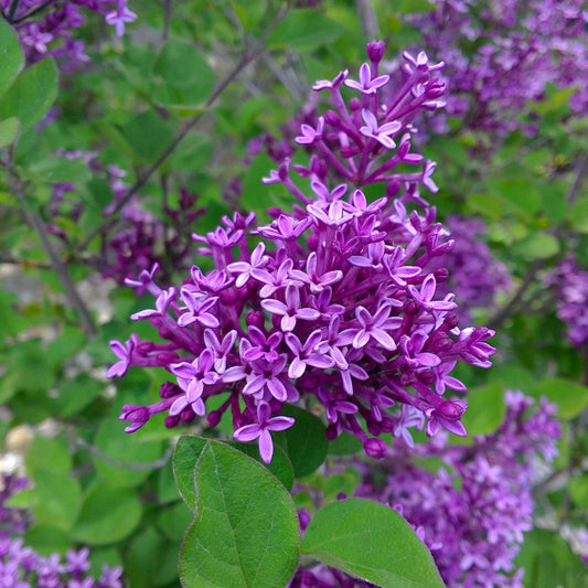 Syringa 'Bloomerang Dark Purple'