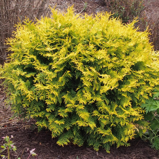 Thuya occidentalis 'Golden Globe'