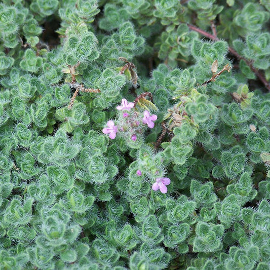Thymus praecox 'Pseudolanuginosus'