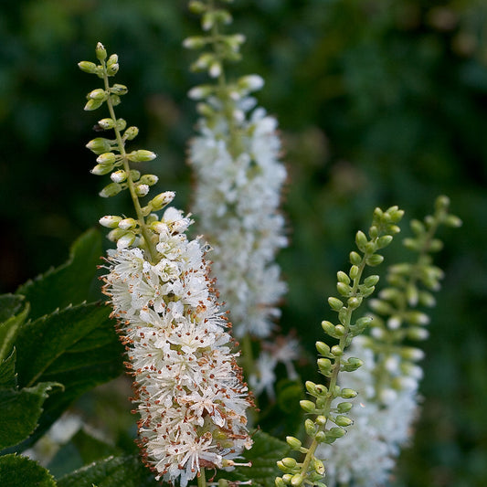 Clethra alnifolia 'Vanilla Spice' ('Caleb') P.W.