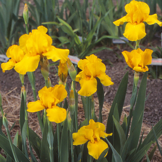 Iris germanica 'Vitality'
