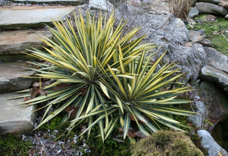 Yucca filamentosa 'Variegata'