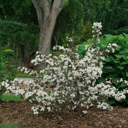 Weigela florida 'Wine And Spirits'