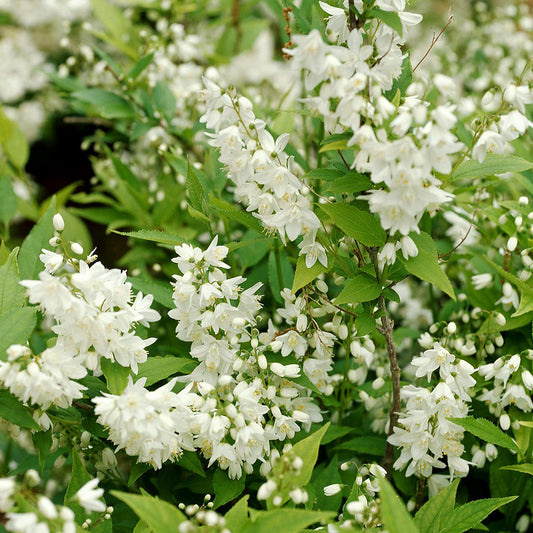 Deutzia gracilis