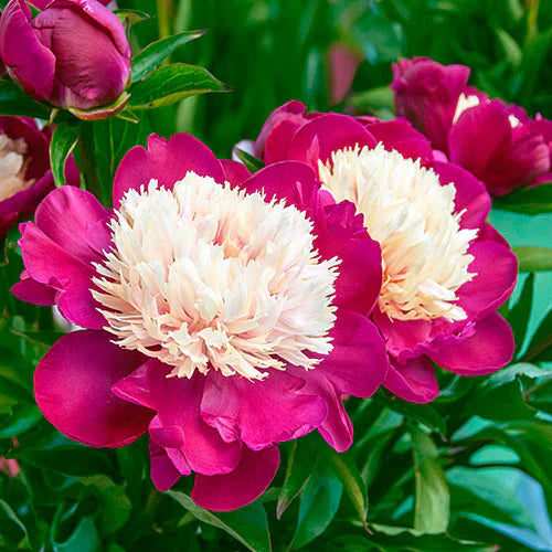 Paeonia 'White Cap'