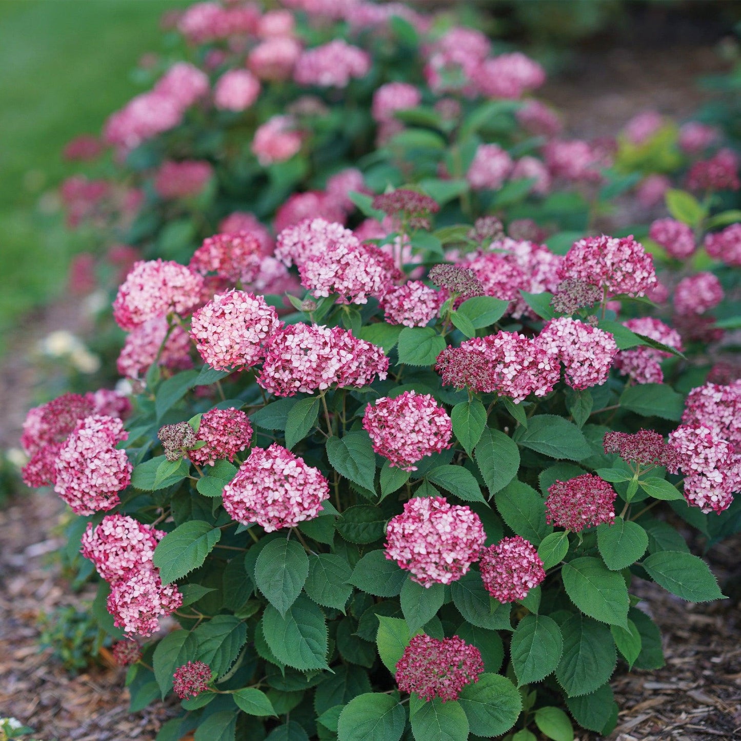 Hydrangea arborescens 'Invincibelle Ruby'