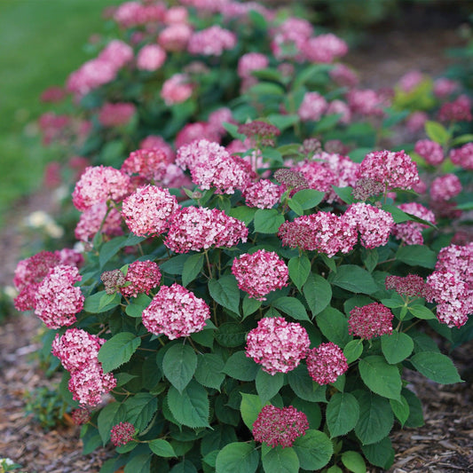 Hydrangea arborescens 'Invincibelle Ruby'