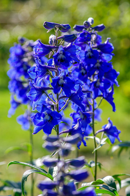 Delphinium