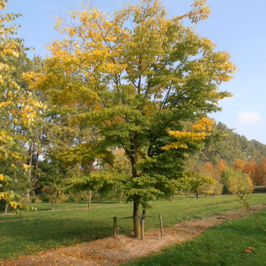 Zelkova serrata