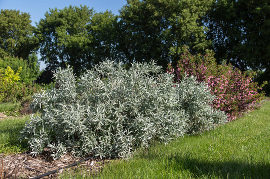 Salix candida 'Iceberg Alley'